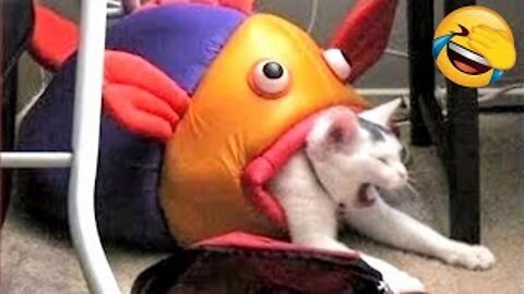 Best Funniest Animals Video of 2022 - Cute Cats😹 and Funny Dogs🐶 Videos!.