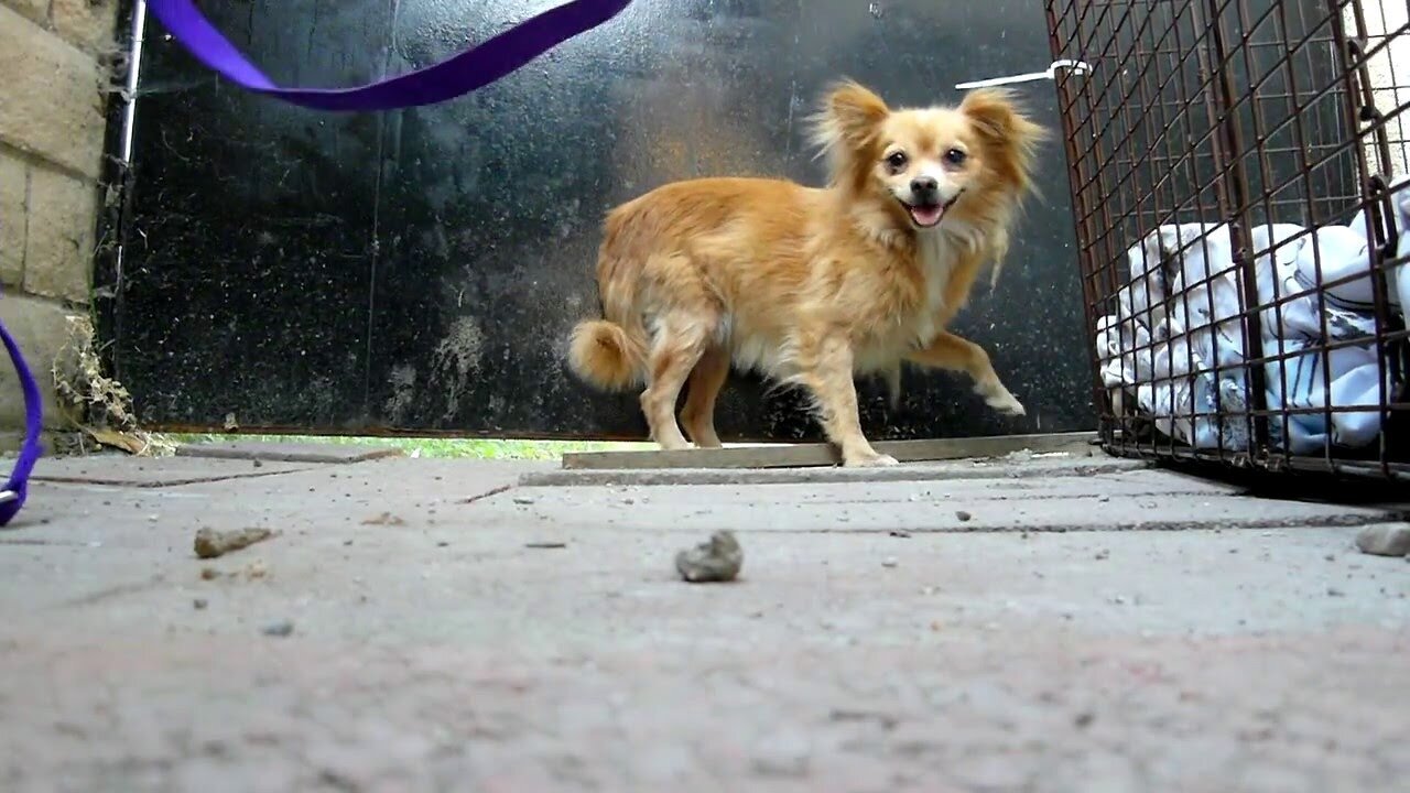 Rescuing 4 Pomeranians that were dumped on the streets. (By Eldad Hagar)