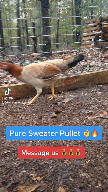 Dink fair 5k sweater brood hen