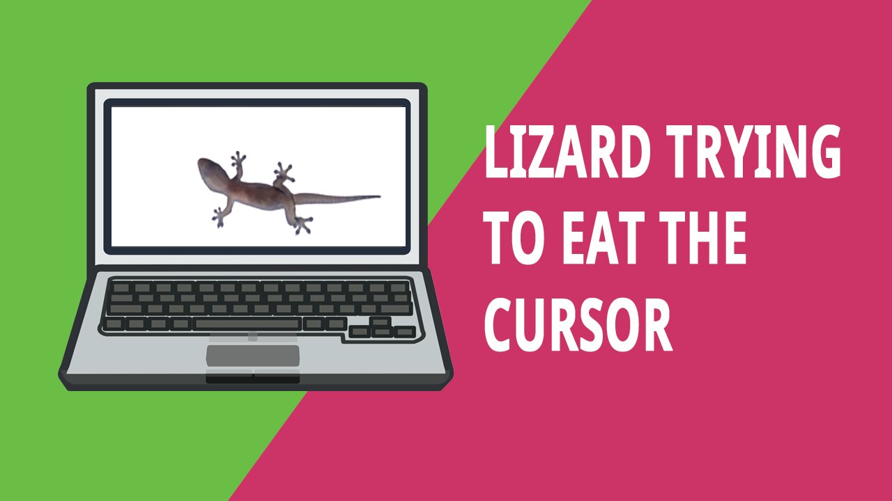 Funny Lizard on Laptop Window Trying to Eat Cursor