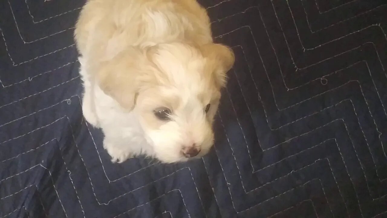 D Litter Kitchen Time(1)