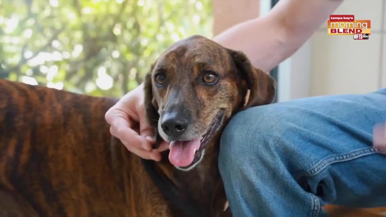 Pet Patrol | Morning Blend