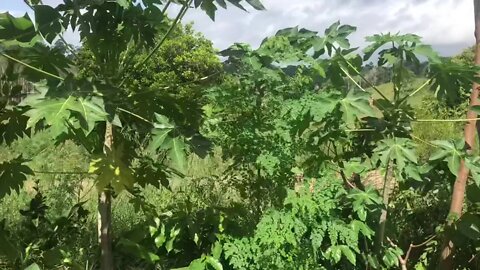 Falando sobre estratificação em SAFs