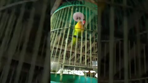 Lovebird hijau gak mau ngoceh