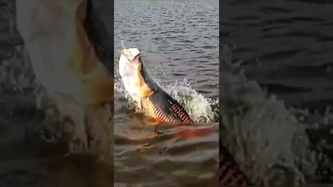 pesca de gigante #fishing