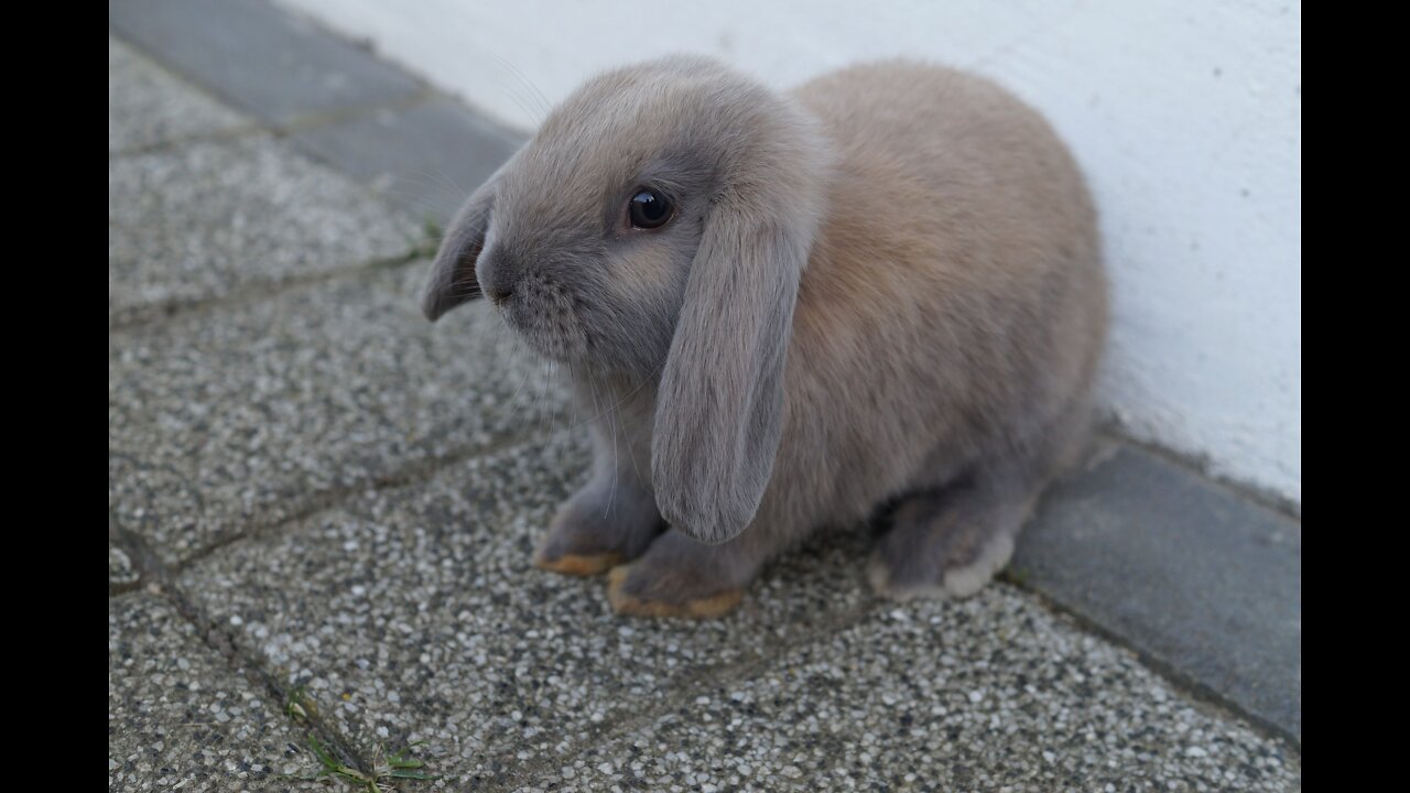 Cutest Bunny Rabbits Thumping Compilation