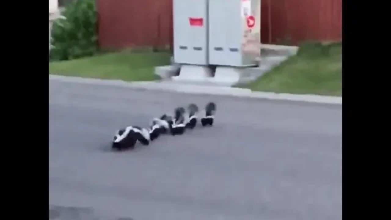 Momma skunk leading her family