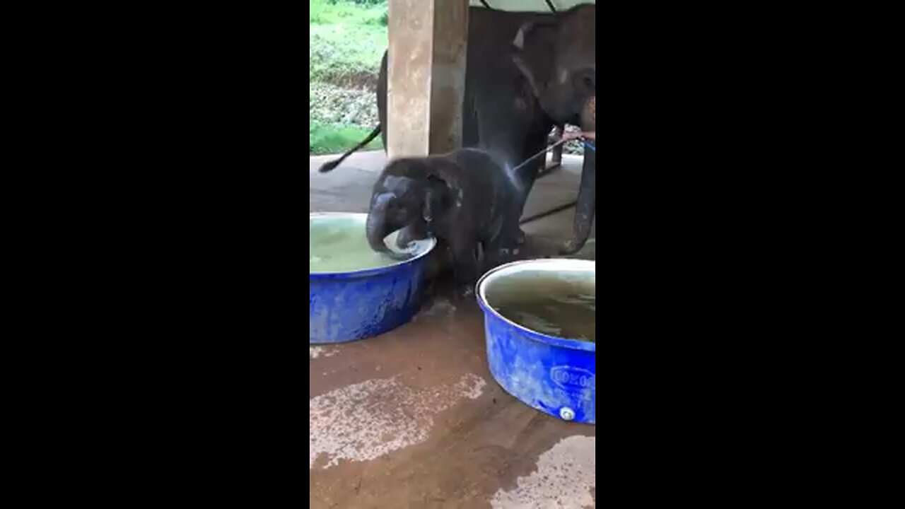 cute little elephant