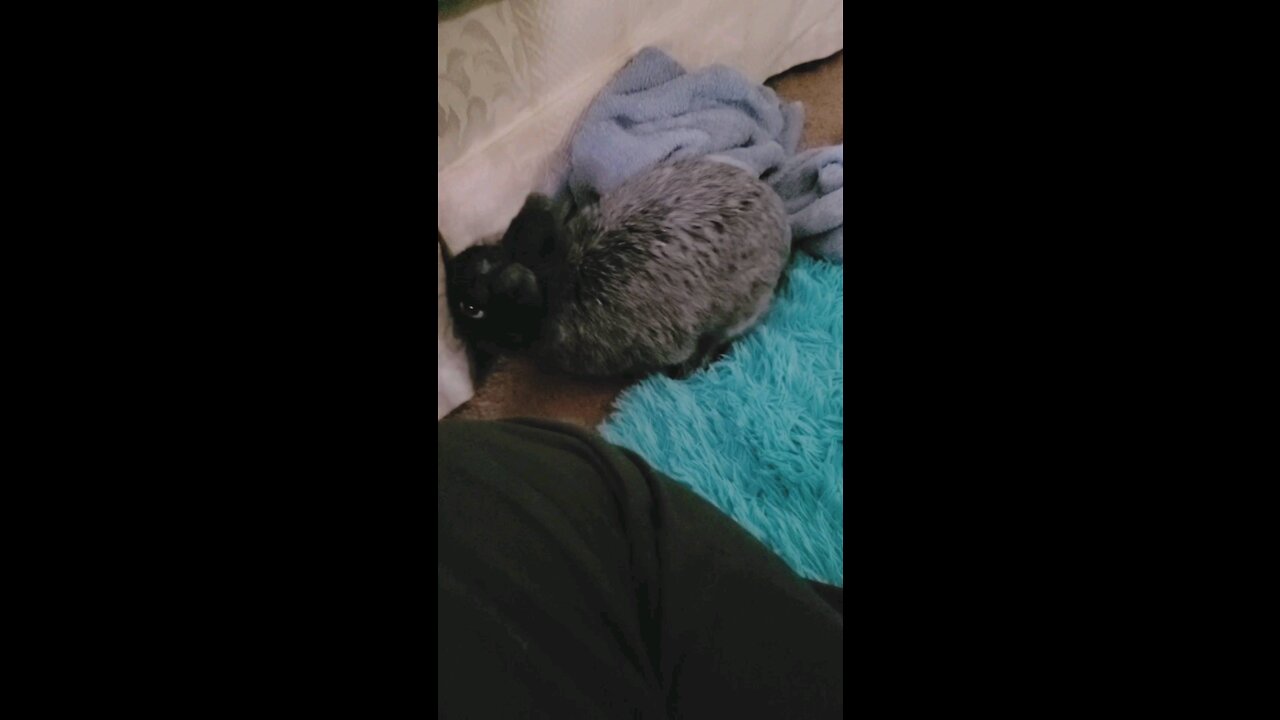 Angry Bunny throws a temperature tantrum and attacks towel when I tell him no