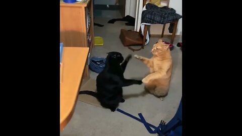 Cats pattycake