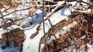 Shooting Charging Buck At Point Blank Range