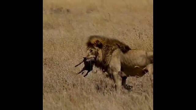 Lion attack