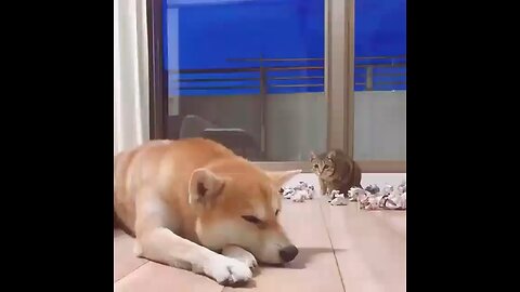 Dog vs cat