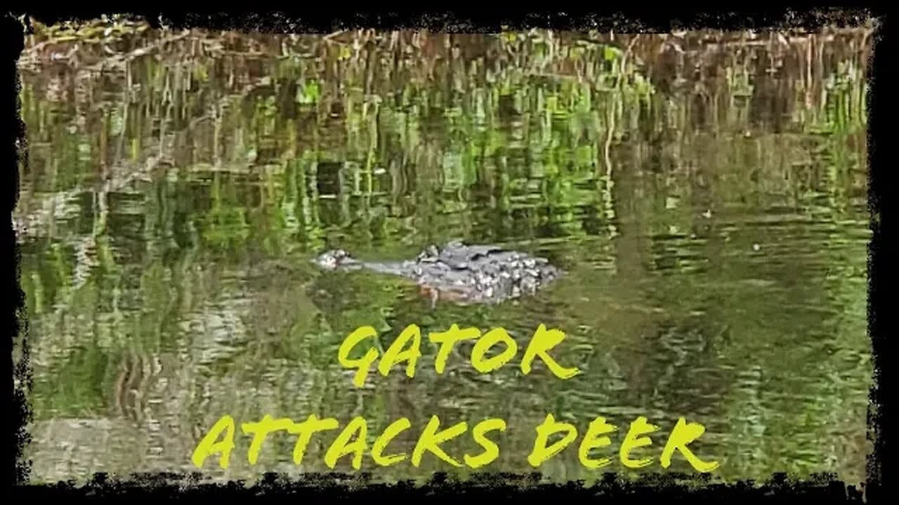 How Climate Change Caused An Alligator To Attack A Deer