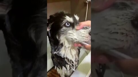 brush my dog's teeth