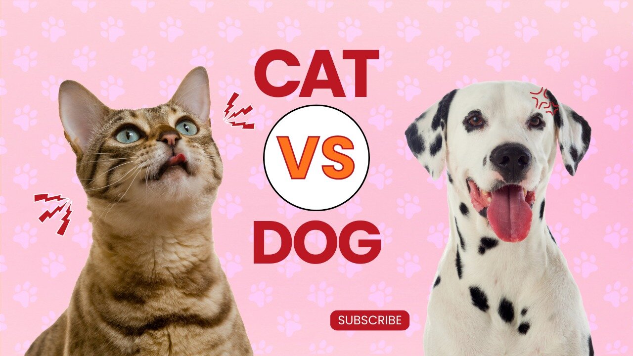 Cat vs. Dog: Understanding their Complex Relationship | interactions between cats and dogs..