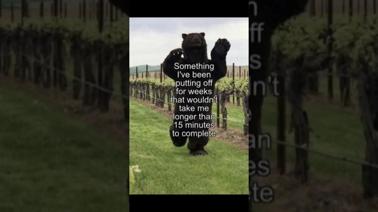 Procrastination Bear #memes #silly #funny #procrastination #regret #problem