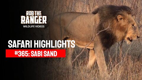 Safari Highlights #365: 15 - 17 Sep 2015 | Sabi Sand Nature Reserve | Latest Wildlife Sightings