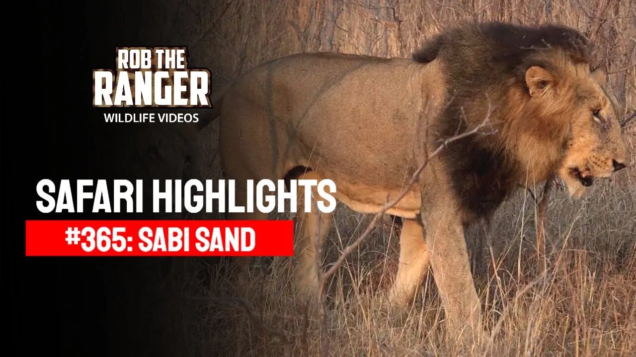 Safari Highlights #365: 15 - 17 Sep 2015 | Sabi Sand Nature Reserve | Latest Wildlife Sightings