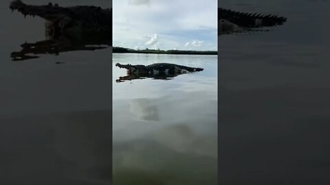 sungai buaya 😳