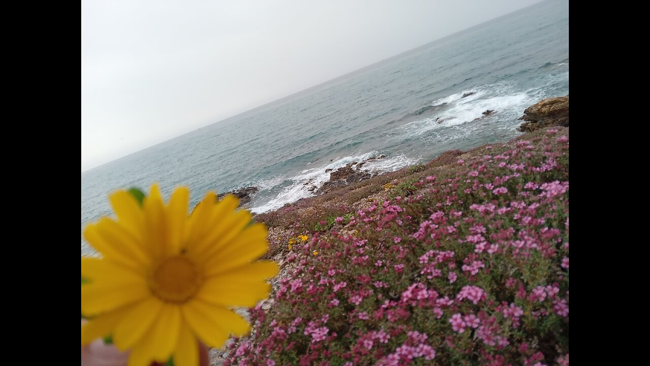 Roses and sea