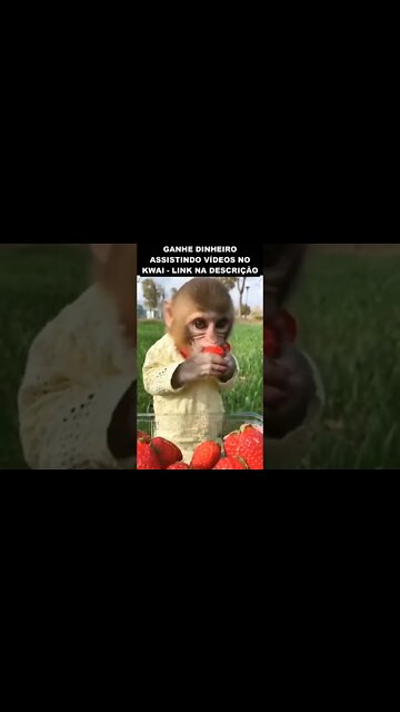 não sabia que macaco comia morango