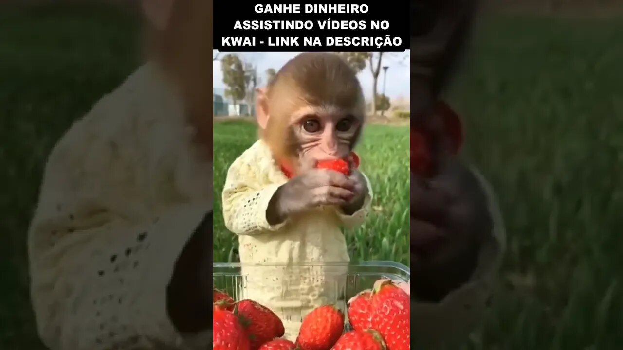 não sabia que macaco comia morango