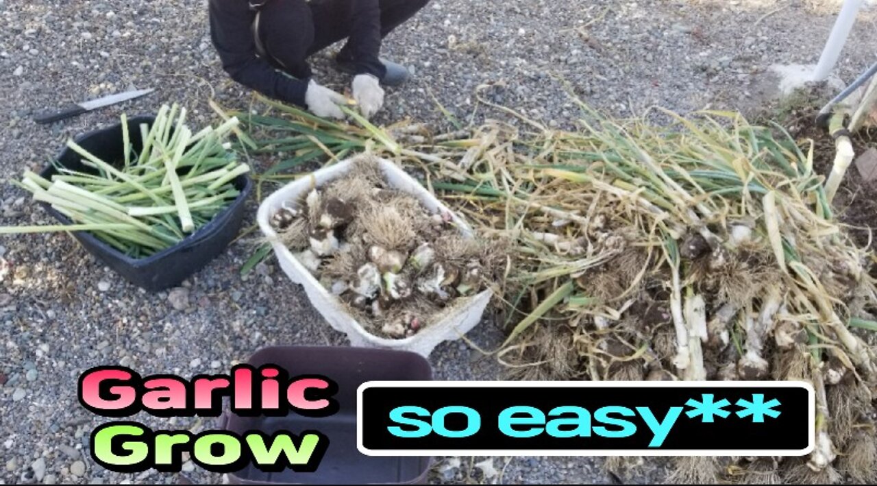 The members here are better off growing and eating a lot of garlic.👌👌😂😂