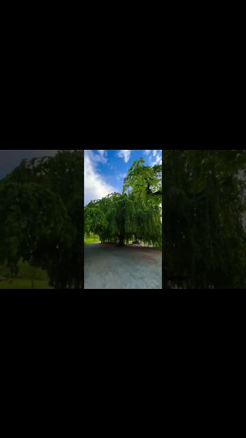 A large Weeping Willow Tree