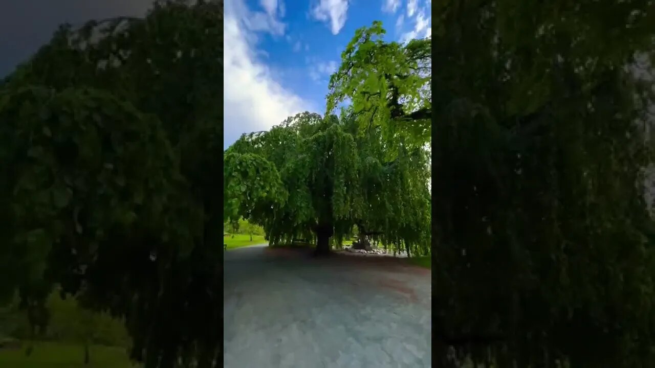 A large Weeping Willow Tree