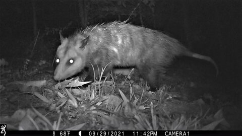 Ernie and the Crooked Tail Opossum