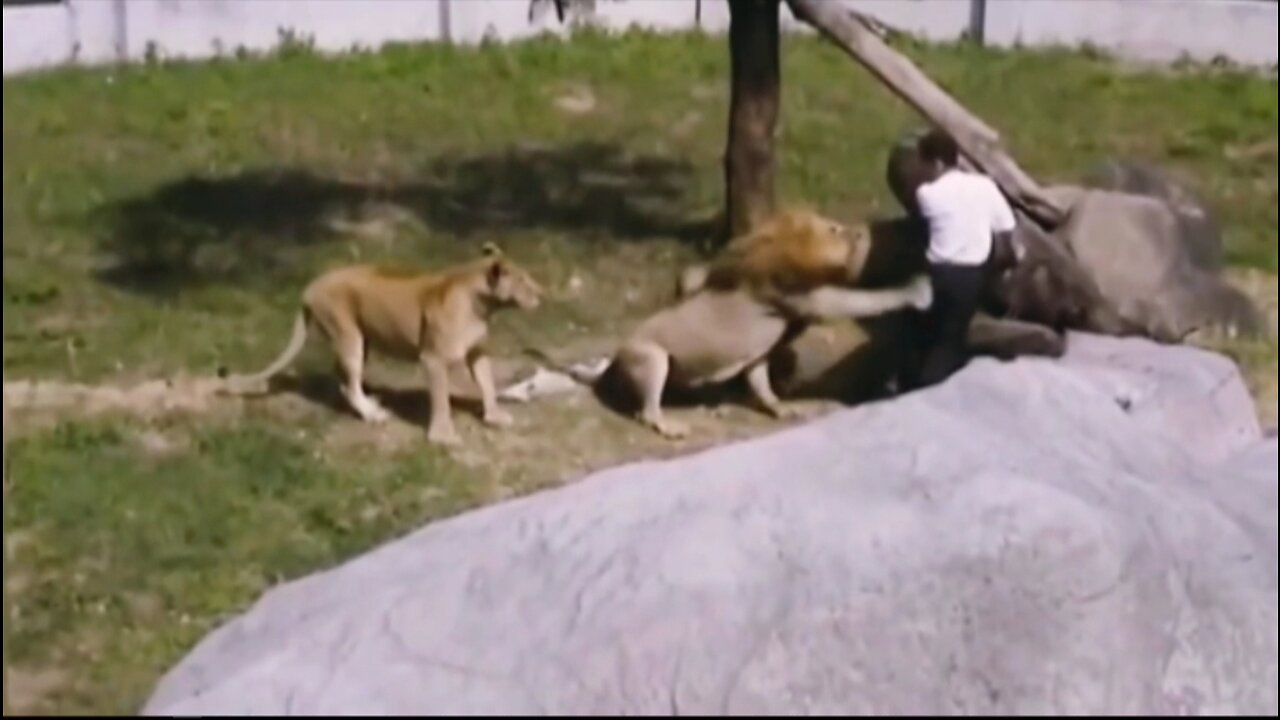 What happens when a fearless Lion attacks a zookeeper?