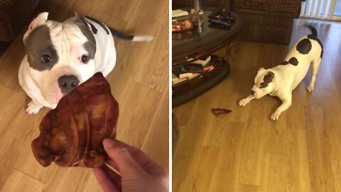 Brutus's reaction to getting toys, gifts, food eyery time