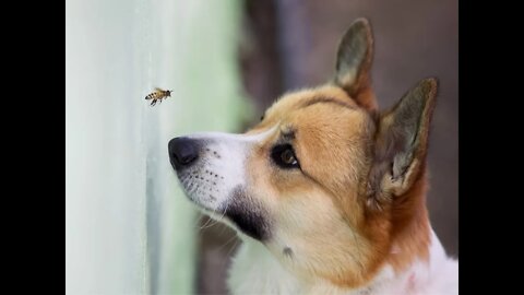 Amber Heard's Dog steps on a poor Bee Testimony...Really??