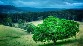 Driving down Australian Mountains - Springbrook Mountain