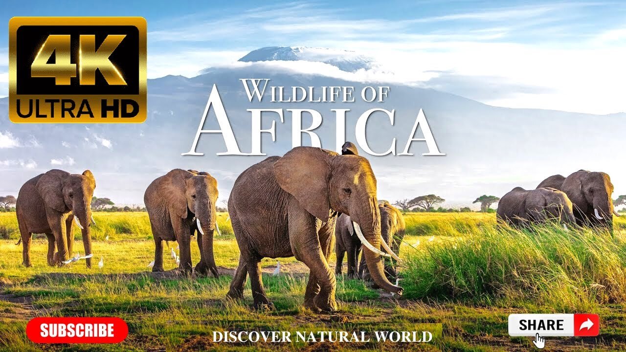 Wildlife of Africa in 4k - Relaxation with African music | Wild Animals of Africa |