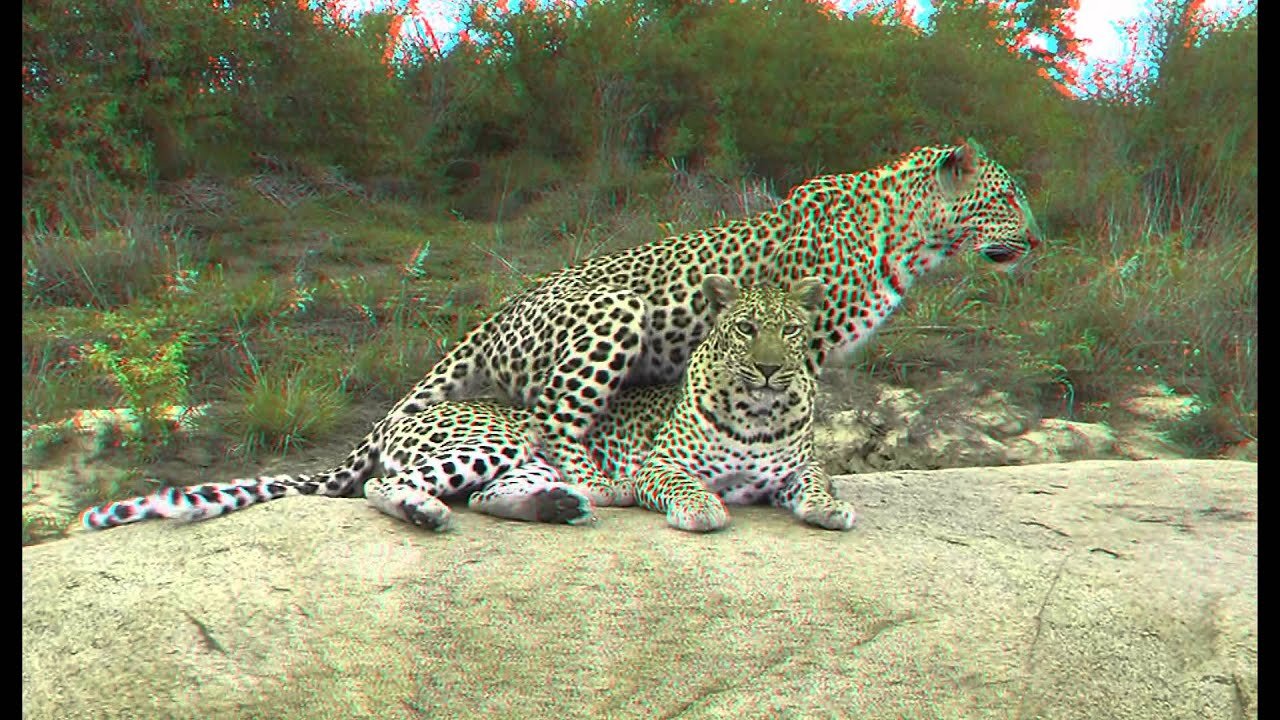 Leopards in 3D (Test)