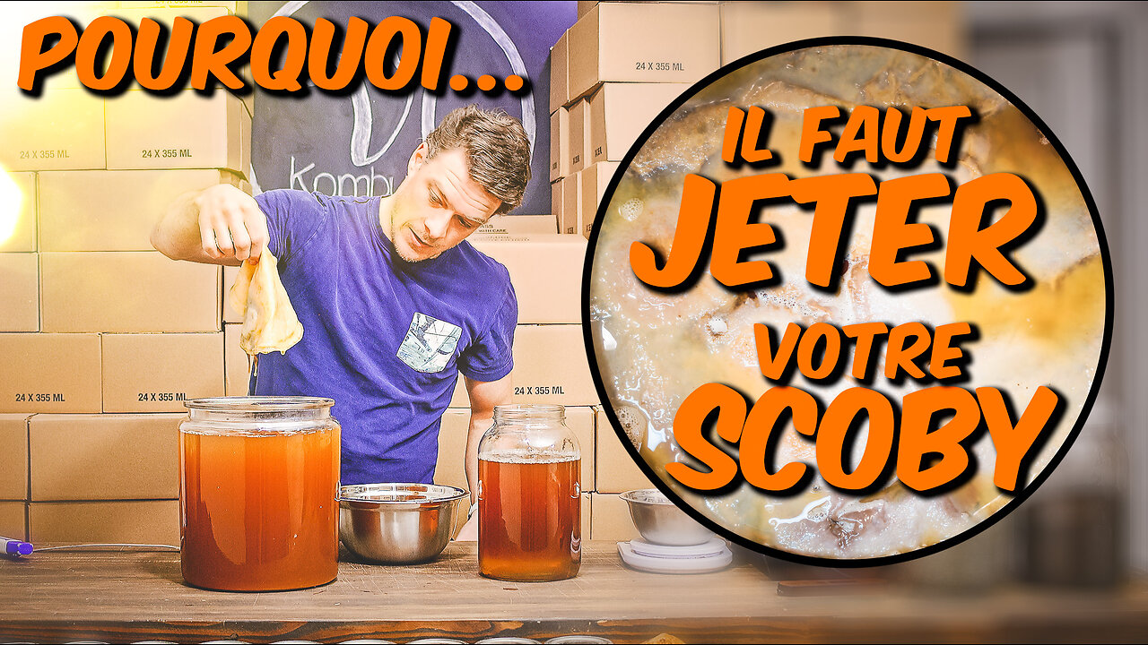 Tout sur le SCOBY et Pourquoi ne pas l'utiliser pour faire du Kombucha