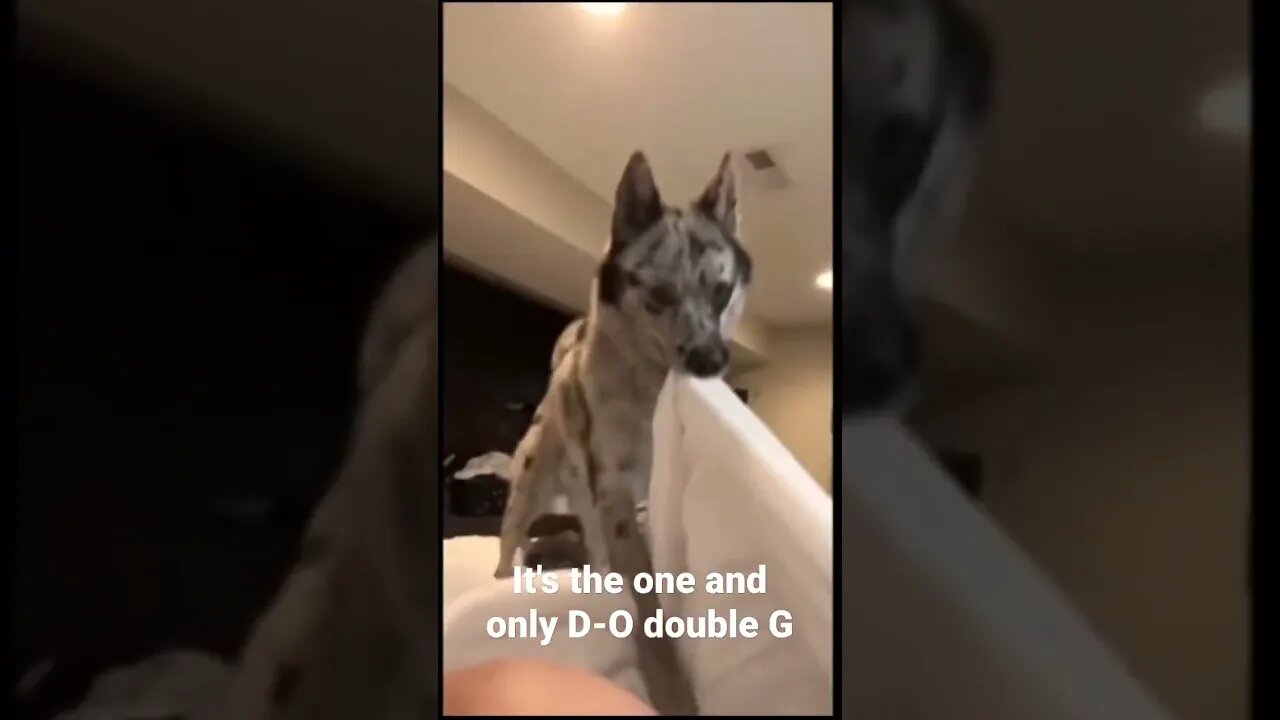 MEME is the one and only D-O double G #shorts