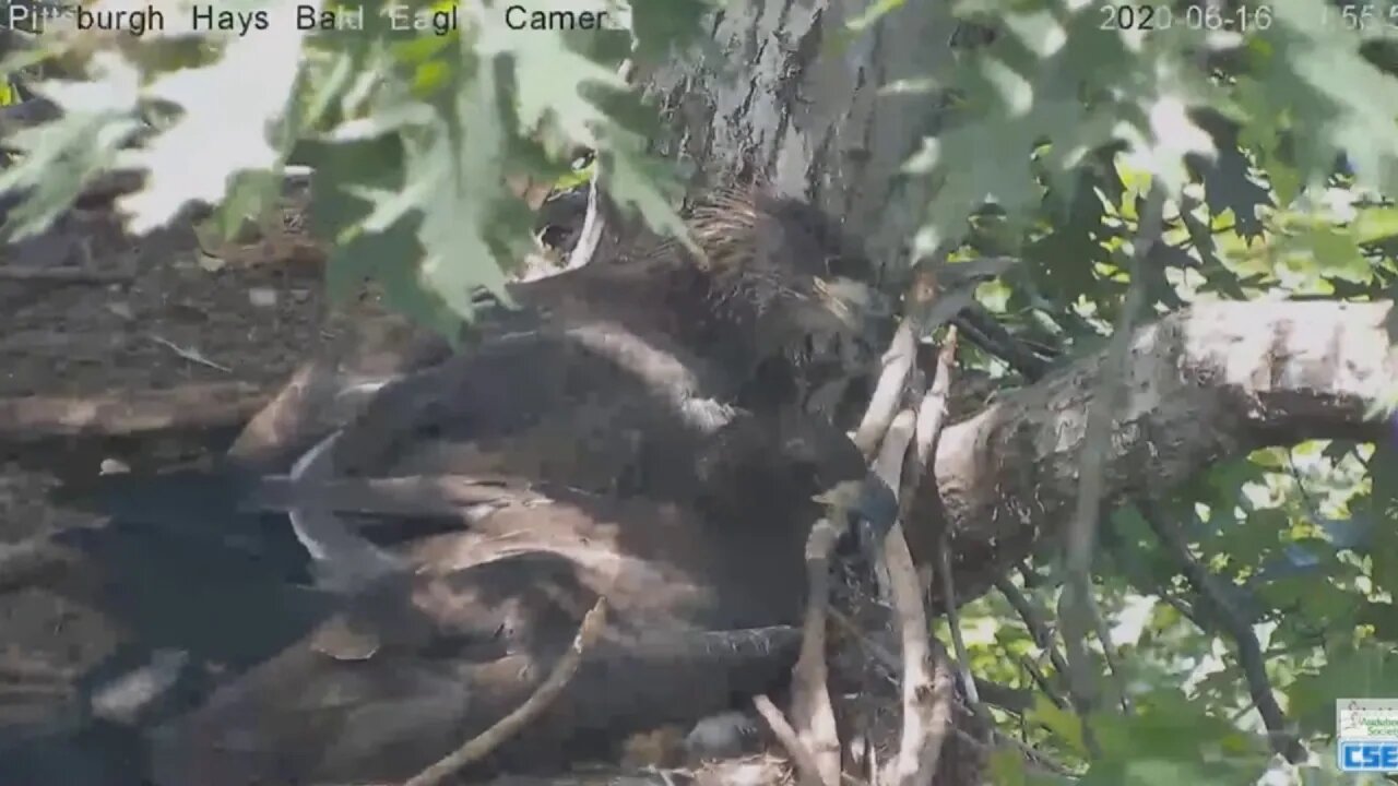 Hays Eagles H12 H11 hanging out together 61620