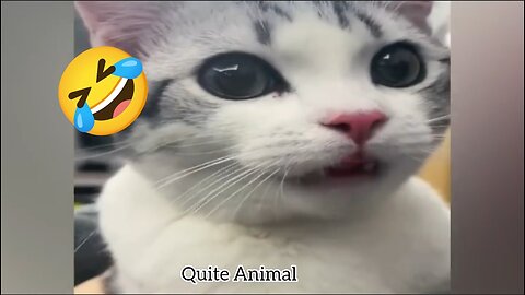 New Funny Videos 2023 😍 Cutest Cats and Dogs 🐱🐶 Part 2