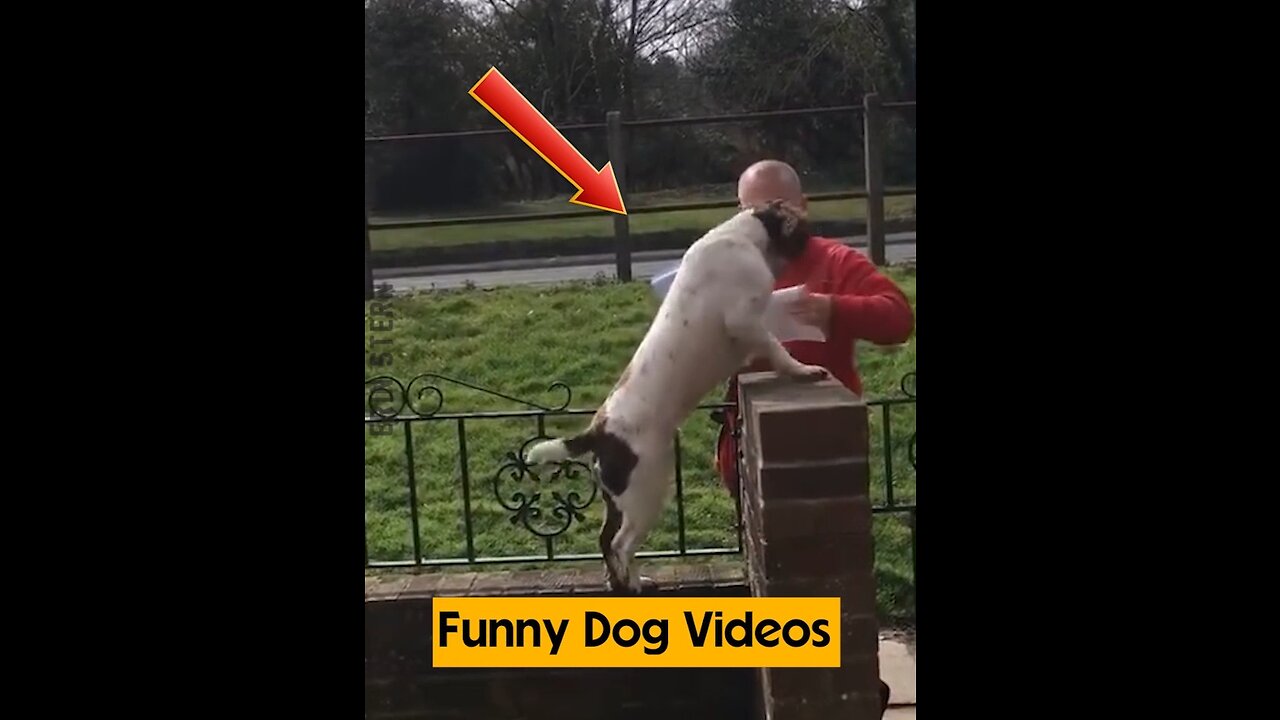 Funny Dog Videos