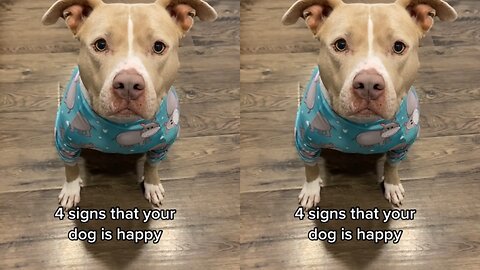 signs that your dog is happy