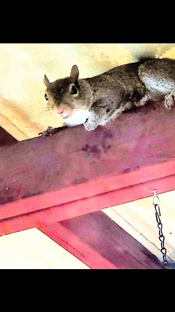 Squirlock Holmes - the squirrel that will get away with shutting he can!