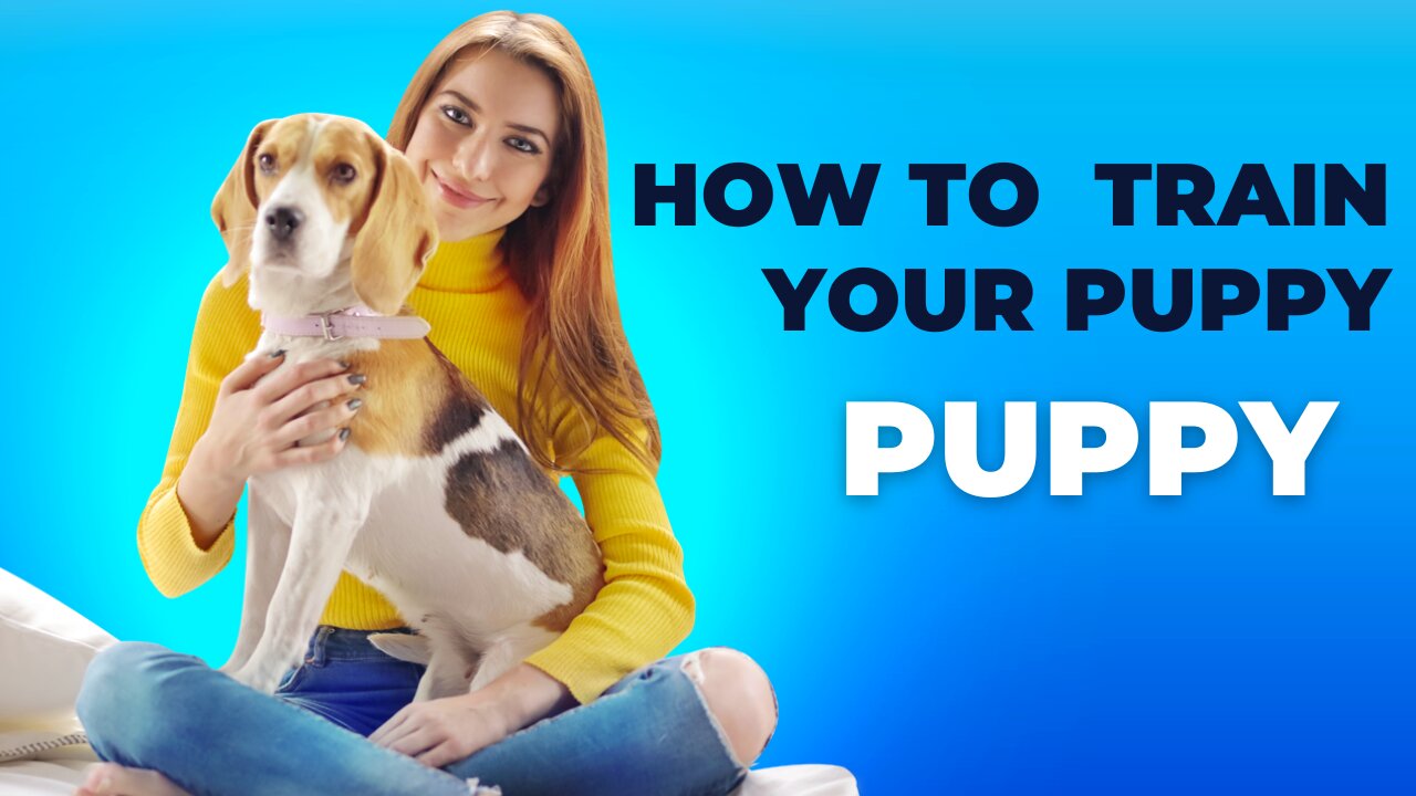 How To Train Your Puppy? Dogs Training