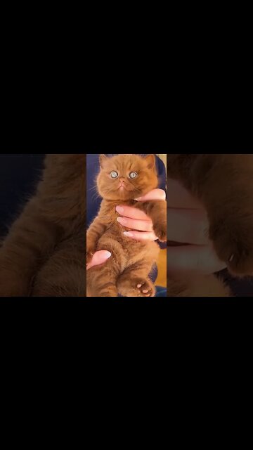 What a beautiful & cutie this cat is and also so adorable