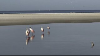 Roseate Spoonbills- 4K