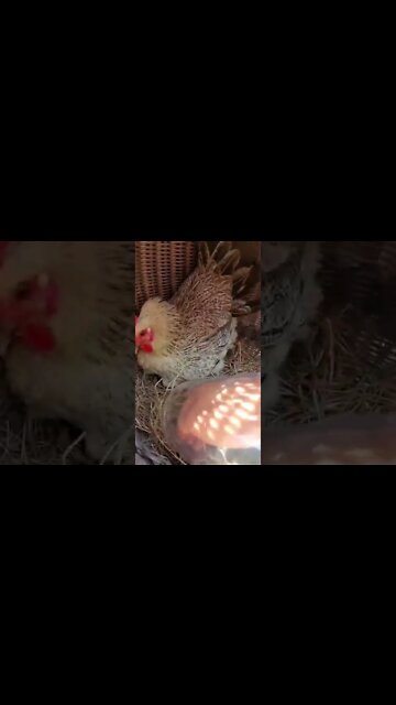 #shorts #2022 funny,prank,funjokes,dad jokes,funny memes,funny video,fun,laughing,funny animal,knock