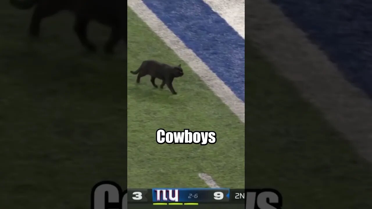 Do you remember the infamous black cat from #MNF ? #Football #NFL #Like #Giants #Cowboys #Share