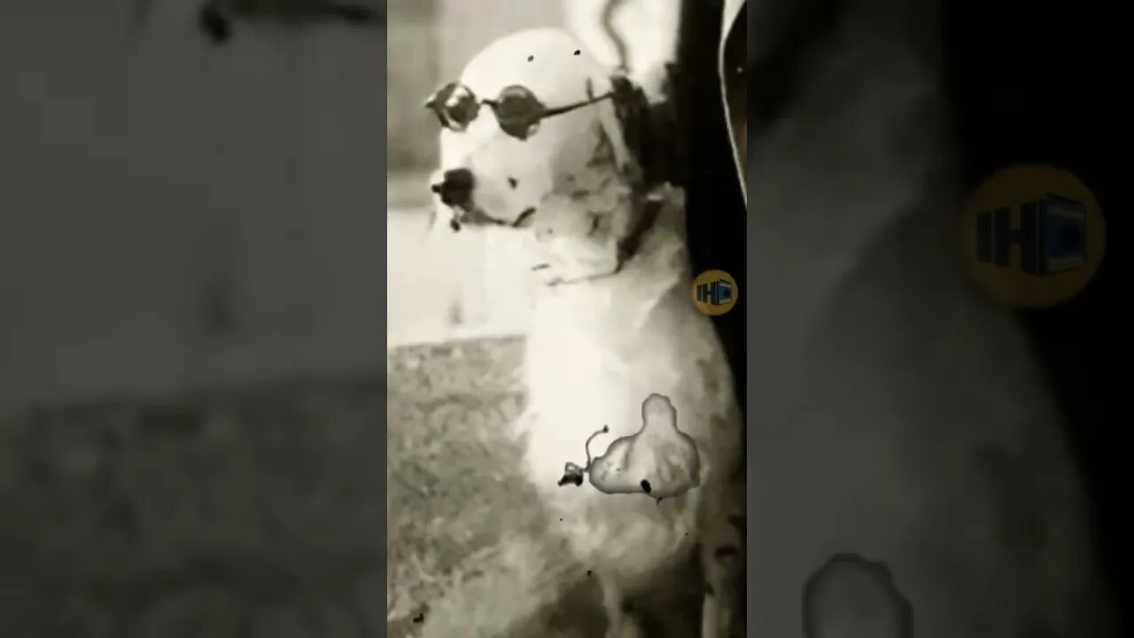 A VIRA-LATA QUE FOI PERSEGUIDA PELO NAZISMO #shorts #historia #curiosidades #pets #petslover